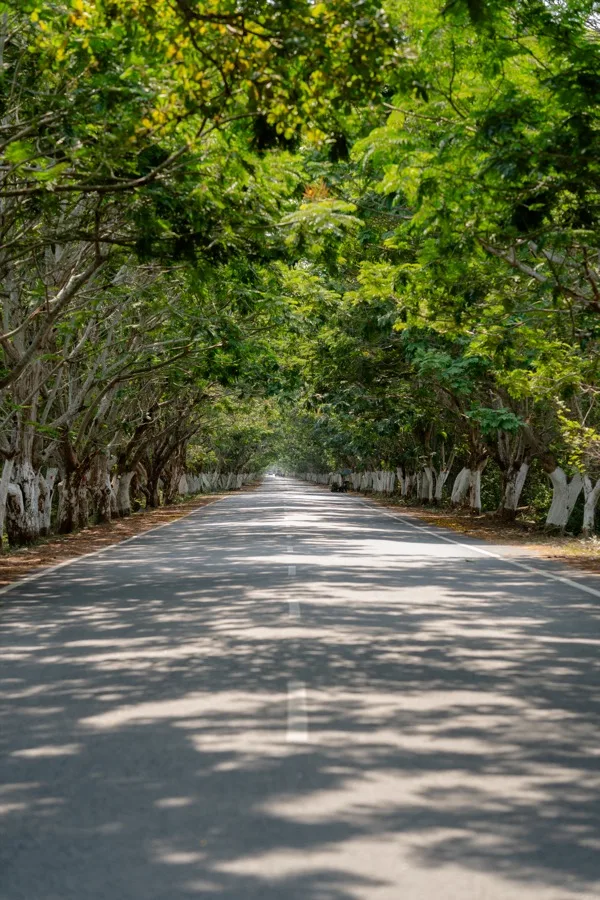 Tree-lined Coastal Road